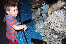 the corals the corals