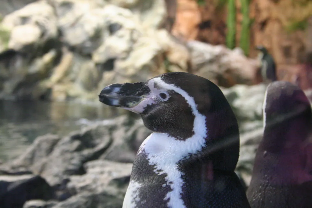 Antarctic